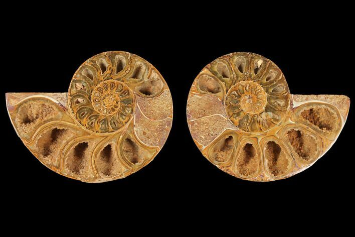 Cut & Polished Agatized Ammonite Fossil- Jurassic #131728